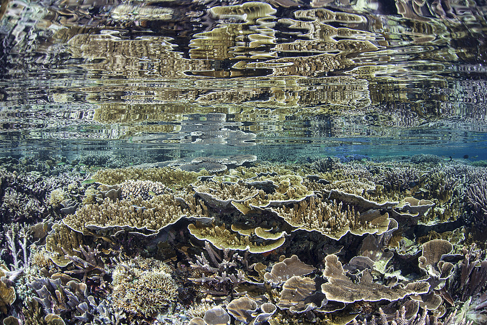 Fragile corals grow in extremely shallow water in Komodo National Park, Indonesia. This part of the Coral Triangle is known for its high marine biodiversity and is a popular destination for scuba divers and snorkelers.