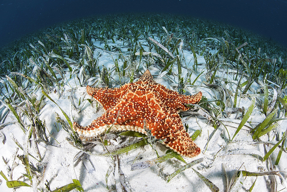 A West Indian starfish (Oreaster reticulatus) crawls slowly across a sand and seagrass seafloor in Turneffe Atoll, Belize. This part of Central America is well known for its clear waters and beautiful coral reefs.