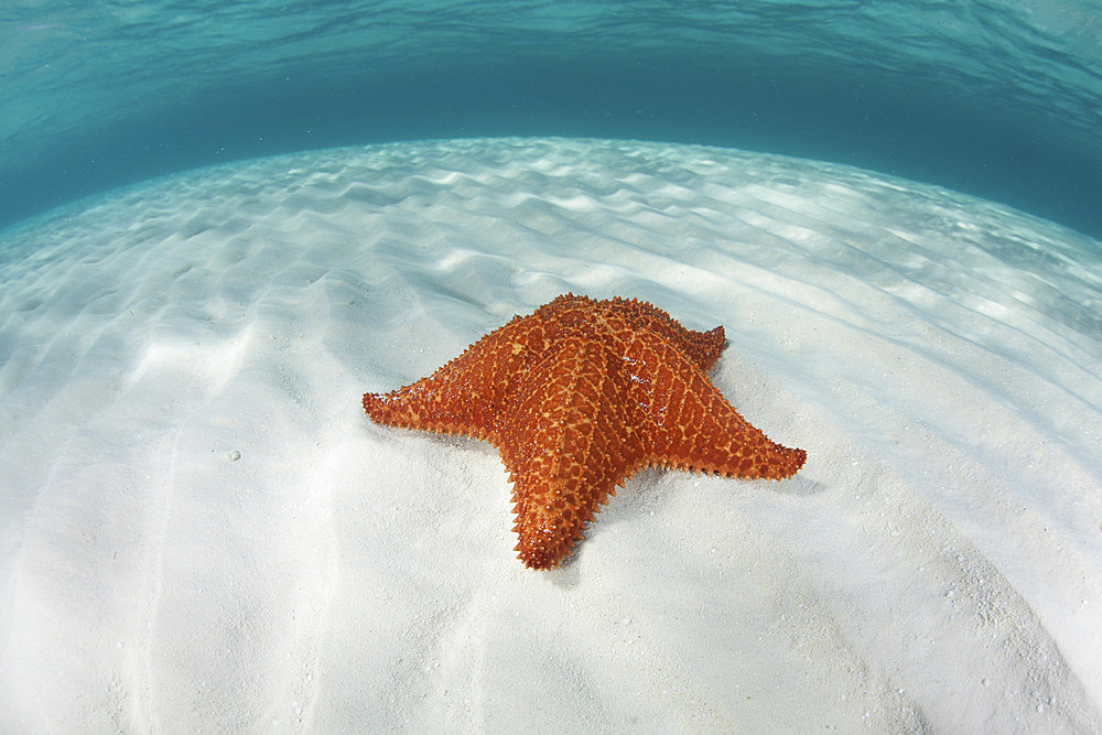 A West Indian starfish (Oreaster reticulatus) crawls slowly across a sandy seafloor in Turneffe Atoll, Belize. This part of Central America is well known for its clear waters and beautiful coral reefs.