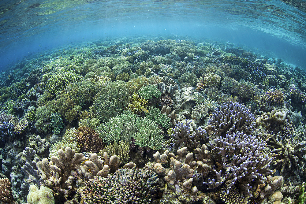 A diverse array of corals grow in Raja Ampat, Indonesia. This beautiful region is known for its spectacular reefs and high marine biodiversity.