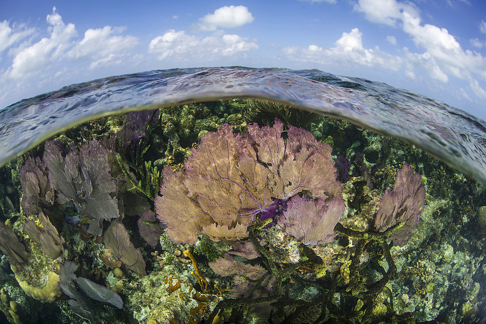 Colorful gorgonians and reef-building corals grow in shallow water near the famous Blue Hole in Belize. This part of Central America is well known for its clear waters and beautiful coral reefs.