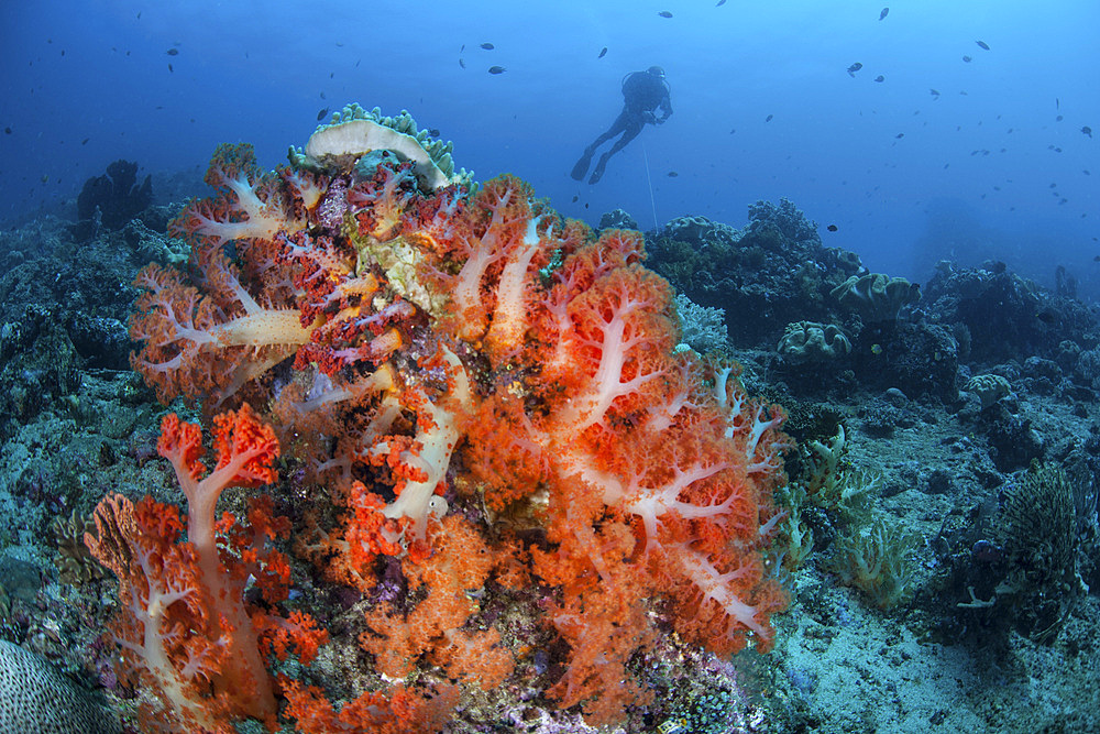 Vibrant soft coral colonies grow on a reef dropoff in Lembeh Strait, Indonesia. This area is known for its spectacular marine biodiversity.