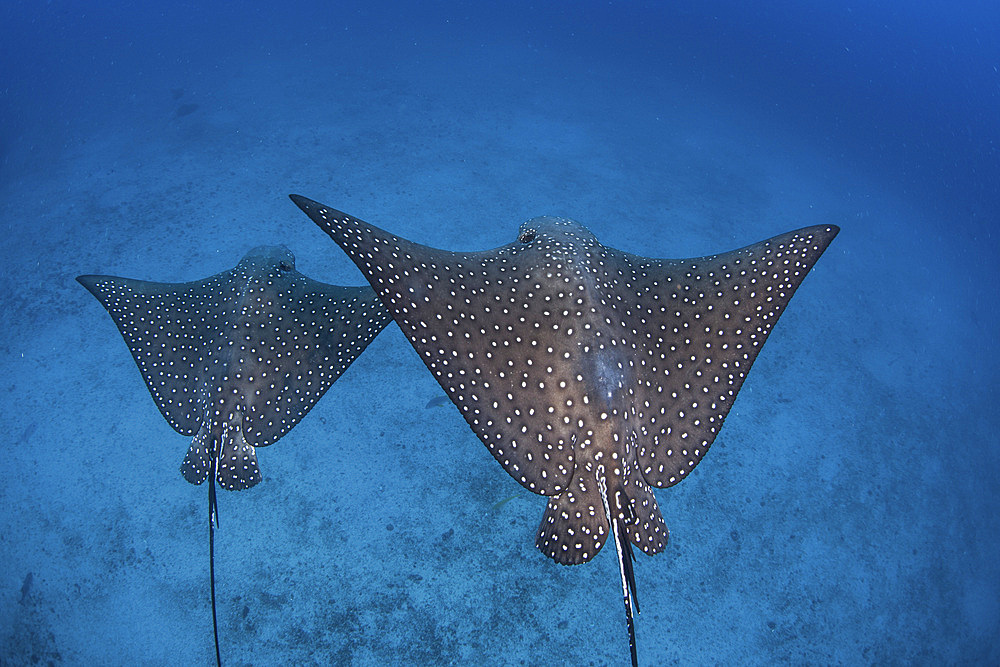 A pair of spotted eagle rays (Aetobatus narinari) swim over the deep, sandy seafloor near Cocos Island, Costa Rica. This remote, Pacific island is famous for its healthy fish and shark populations.