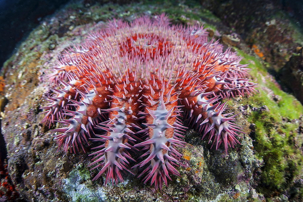 A crown-of-thorns starfish (Acanthaster planci) feeds on coral near Cocos Island, Costa Rica.