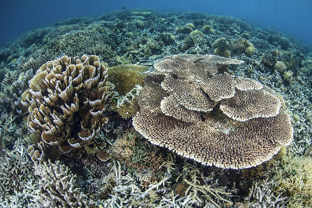 Delicate corals grow on a shallow reef near the island of Flores in Indonesia. This beautiful region is known for its spectacular reefs and high marine biodiversity.