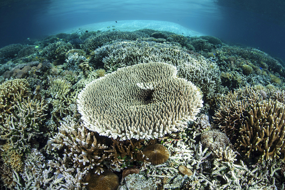 Corals grow on a shallow reef in Indonesia. This beautiful, tropical region is known for its spectacular reefs and high marine biodiversity.