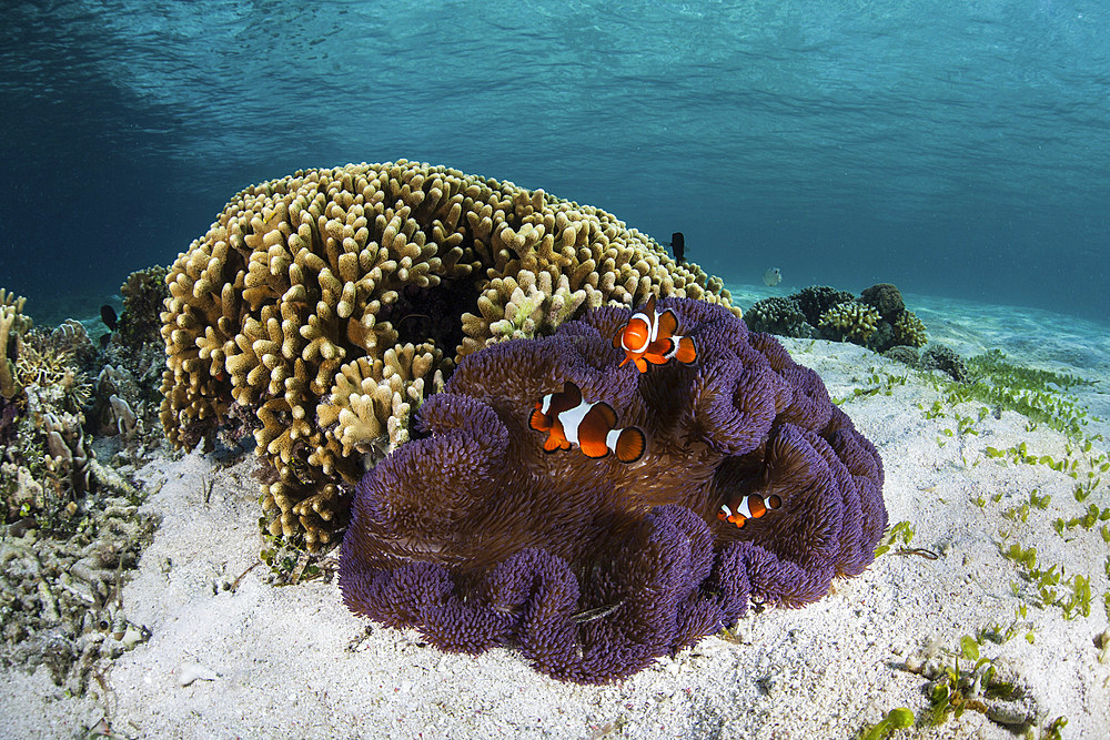 False clownfish (Amphiprion ocellaris) swim near their host anemone in Alor, Indonesia. This remote region is known for its beautiful reefs and spectacular marine biodiversity.