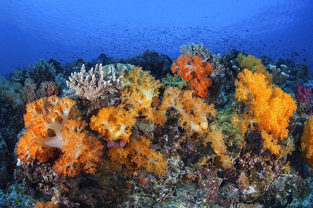 Beautiful soft coral colonies grow on a healthy coral reef in Komodo National Park, Indonesia. This tropical region in Indonesia is known for its spectacular coral reefs and high marine biodiversity.