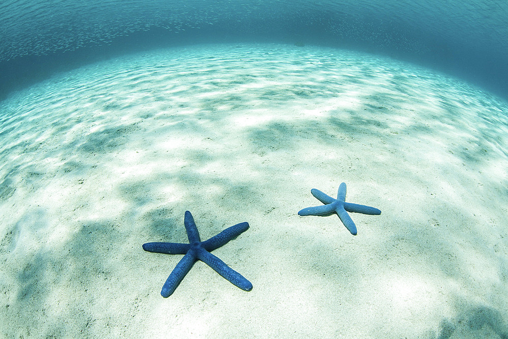 Bright sunlight ripples across starfish on a shallow sand seafloor in the tropical Pacific Ocean.