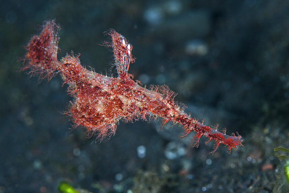 A rare roughsnout ghost pipefish (Solenostomus paegnius) hovers above the seafloor in Komodo National Park, Indonesia. This beautiful area harbors extraordinary marine biodiversity and is a popular destination for divers and snorkelers.