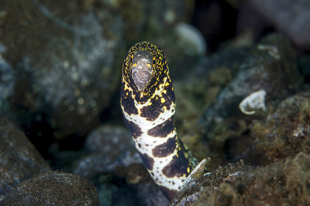 A snowflake moray eel (Echidna nebulosa) pokes its head out of a hole in Komodo National Park, Indonesia. This beautiful area harbors extraordinary marine biodiversity and is a popular destination for divers and snorkelers.