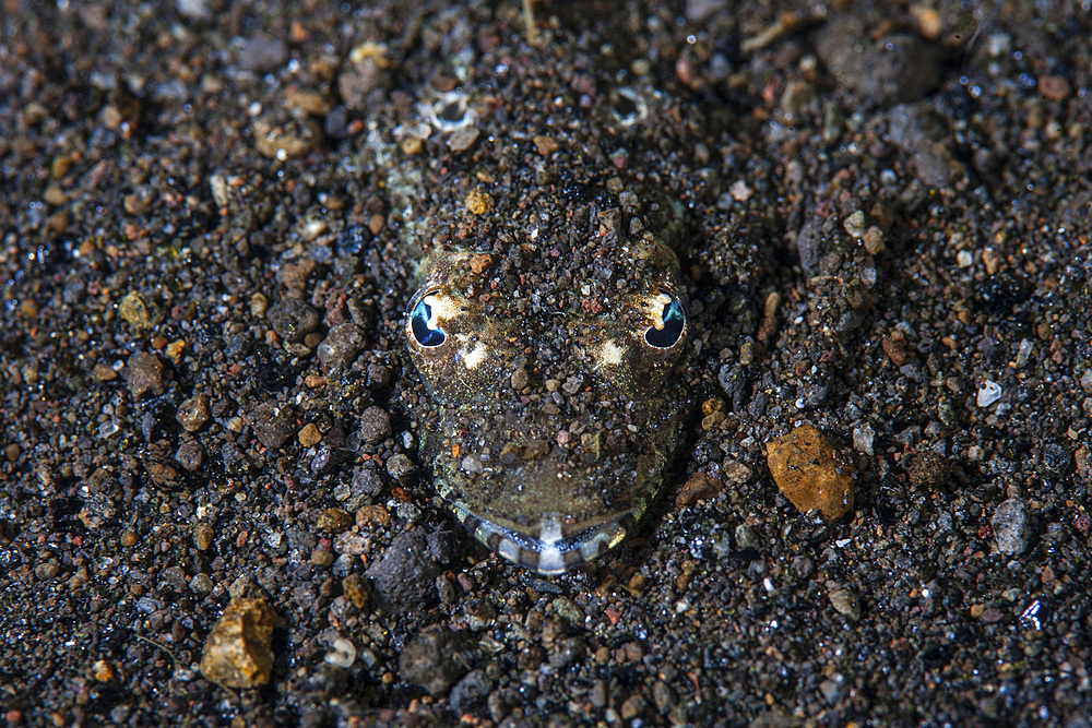 A flathead fish camouflages itself in the sandy seafloor of Komodo National Park, Indonesia. This tropical region in Indonesia is known for its spectacular coral reefs and high marine biodiversity.