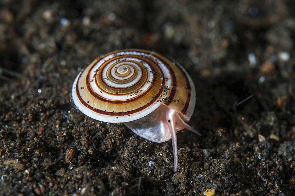 A live sundial shell (Architectonica perspectiva) crawls across the seafloor in Komodo National Park, Indonesia. This tropical region in Indonesia is known for its spectacular coral reefs and high marine biodiversity.