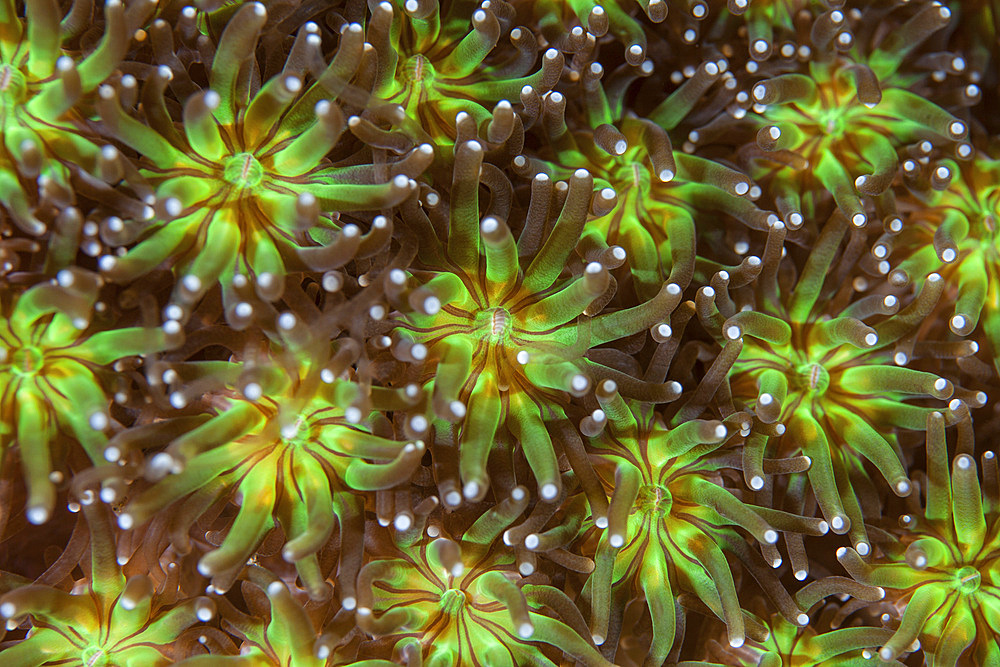 Coral polyps (Galaxea sp.) wait for plankton on a reef in Komodo National Park, Indonesia. This beautiful area harbors extraordinary marine biodiversity and is a popular destination for divers and snorkelers.