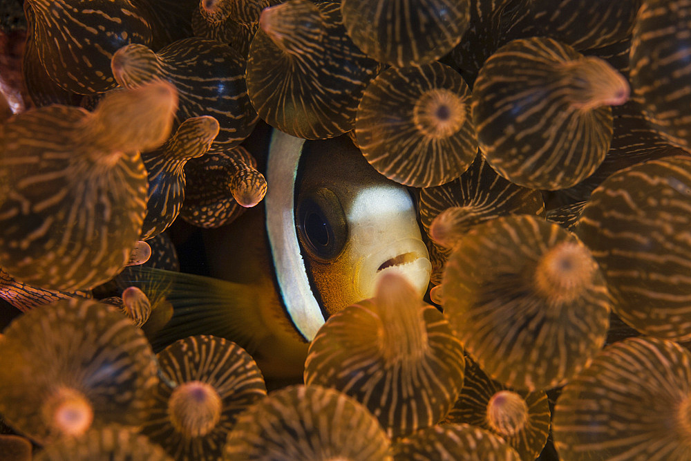 A Clark's anemonefish (Amphiprion clarkii) snuggles into the tentacles of its host anemone in Komodo National Park, Indonesia. This beautiful area harbors extraordinary marine biodiversity and is a popular destination for divers and snorkelers.