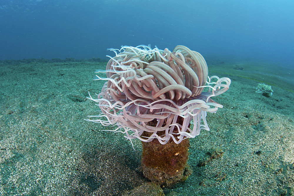 A tube anemone grows on a sandy seafloor in Komodo National Park, Indonesia. This tropical area in the western Pacific harbors an extraordinary array of marine organisms.