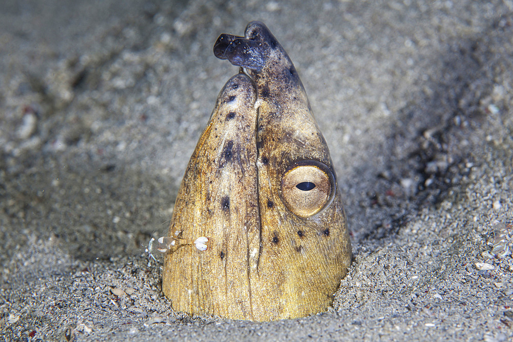 A Black-finned snake eel (Ophichthus cephalozona) pokes its head out of a sandy seafloor in Indonesia. This tropical region, within the Coral Triangle, is home to an incredible variety of marine life.