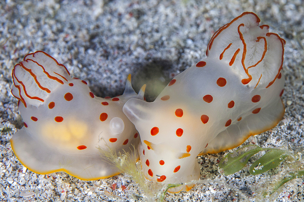 A pair of Ceylon nudibranchs (Gymnodoris ceylonica) mate on a sandy slope in Komodo National Park, Indonesia. This tropical region in Indonesia is known for its spectacular coral reefs and high marine biodiversity.