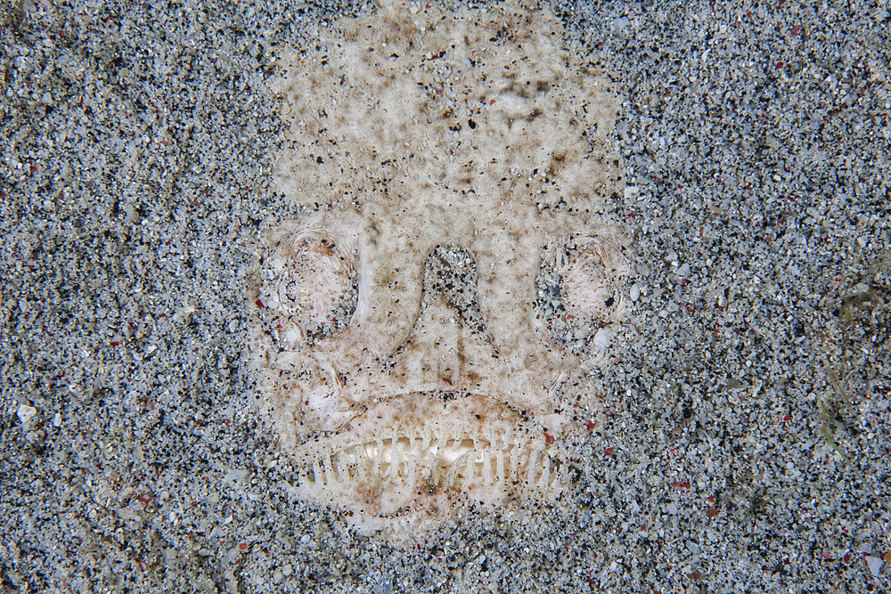 A stargazer fish (Uranoscopus sulphureus) camouflages itself in sand in Komodo National Park, Indonesia. This tropical region in Indonesia is known for its spectacular coral reefs and high marine biodiversity.