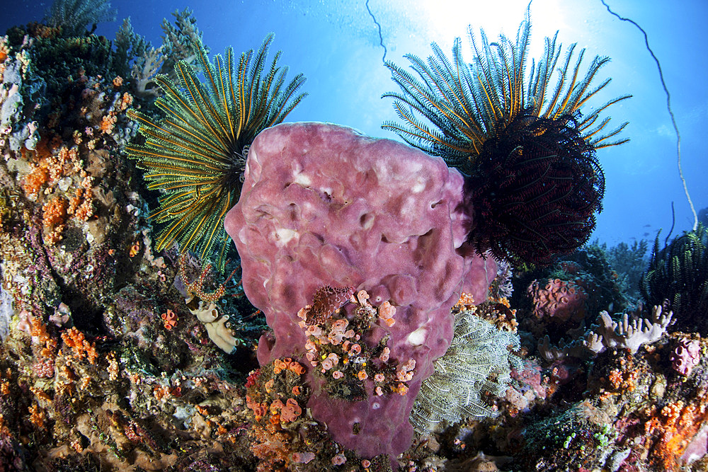 Crinoids cling to a large sponge on a healthy coral reef near the island of Sulawesi, Indonesia. This beautiful, tropical region is home to an incredible variety of marine life.