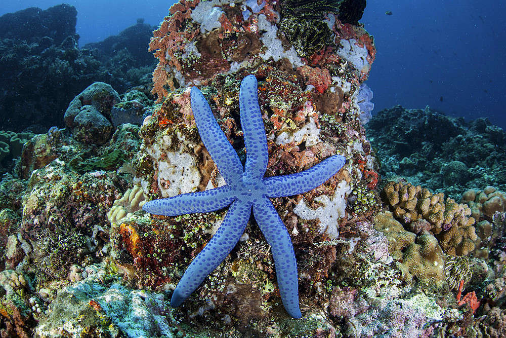 An unusual sea star (Linckia laevigata) clings to a diverse reef near the island of Bangka, Indonesia. This beautiful, tropical region is home to an incredible variety of marine life.