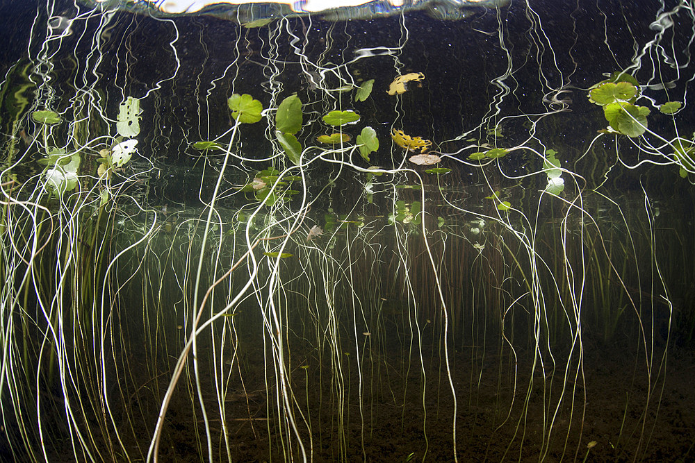 Young lily pads grow to the surface along the shallow edge of a freshwater lake in Cape Cod, Massachusetts. Vegetation, which provides habitat for fish, amphibians, and reptiles, grows wildly during summer months and then dies off during the fall and wint