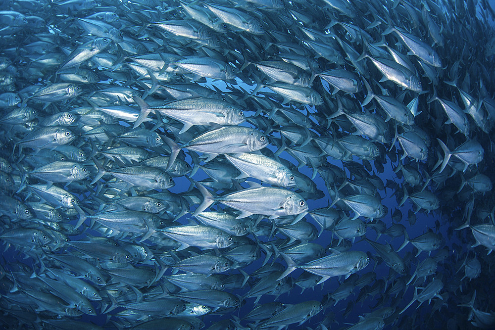 A massive school of bigeye trevally (Caranx sexfasciatus) swims in deep water near Cocos Island, Costa Rica. This remote island is home to an incredible variety of marine life.