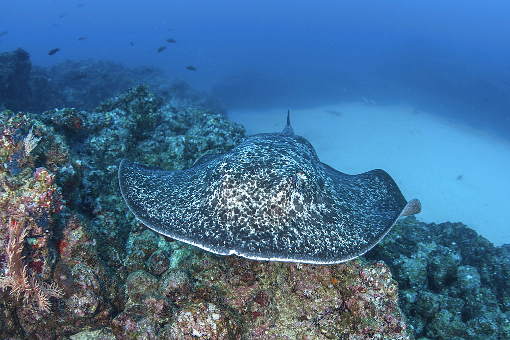 A large black-blotched stingray (Taeniura meyeni) swims in deep water near Cocos Island, Costa Rica. This remote island is home to an incredible variety of marine life.