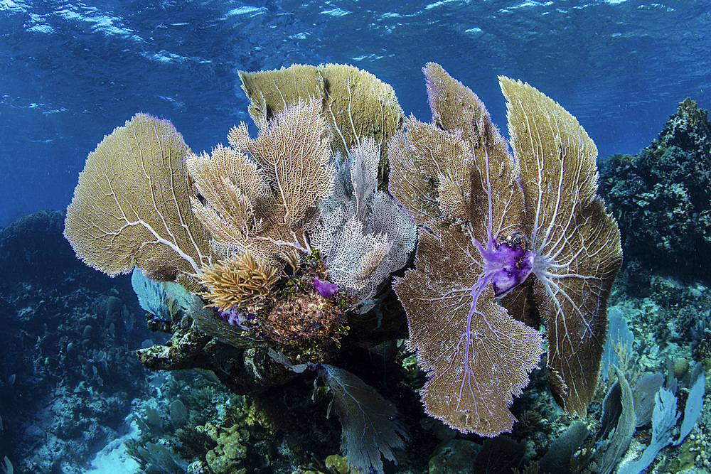 A colorful set of gorgonians, reef-building corals, and other invertebrates grow on a diverse reef in the Caribbean Sea.