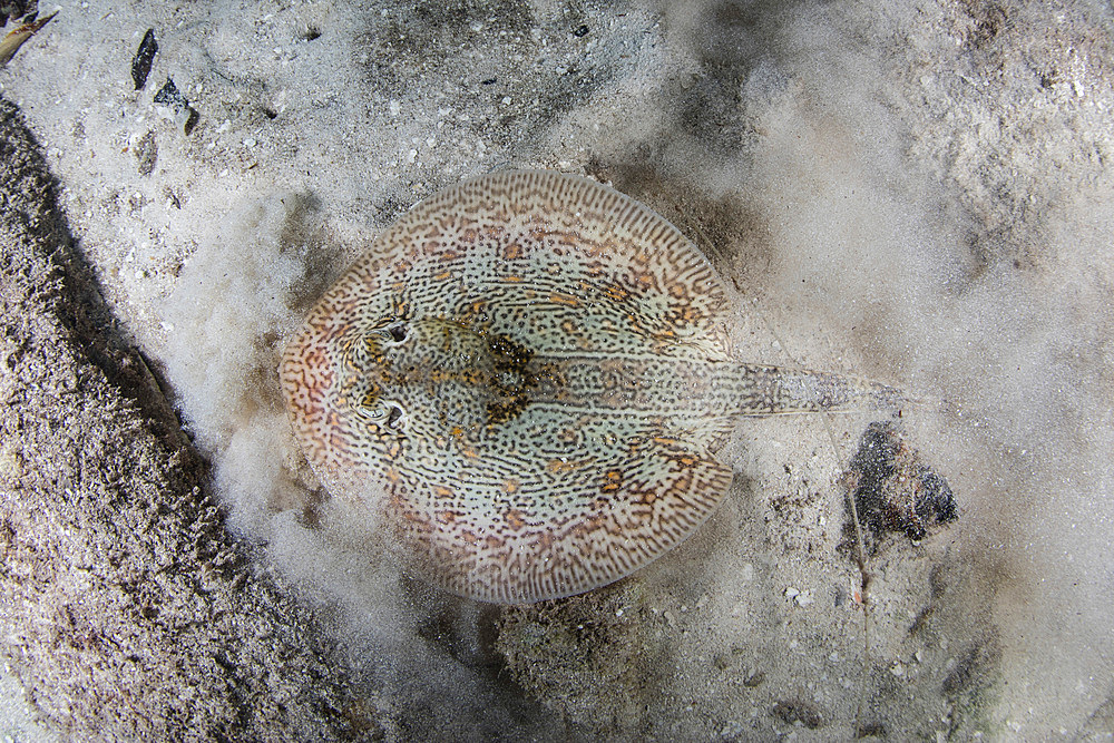 A yellow stingray (Urobatis jamaicensis) lays on the sandy seafloor of Turneffe Atoll in Belize. This small and beautiful elasmobranch ranges throughout the Caribbean Sea.