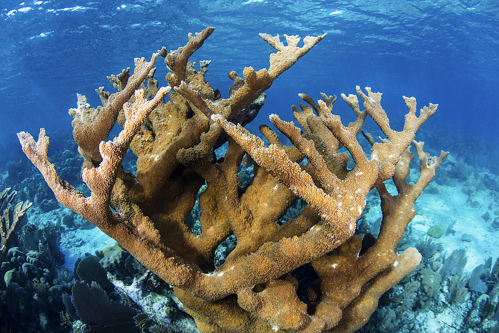 A colony of elkhorn coral (Acropora palmata) grows on a healthy reef in the Caribbean Sea.