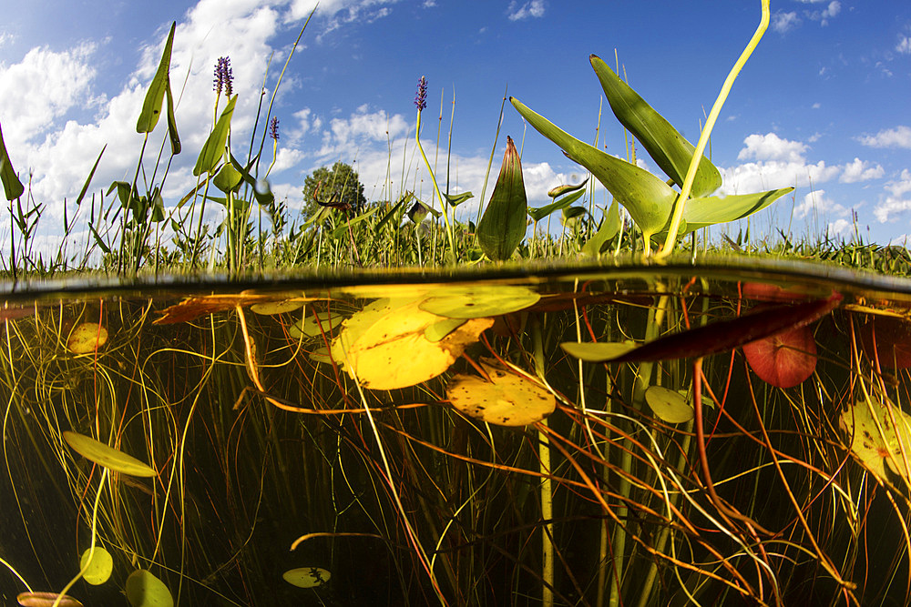 Lily pads grow along the shallow edge of a freshwater lake in New England. Aquatic vegetation, which thrives during summer months, provides vital habitat for many fish, amphibians, and reptiles.