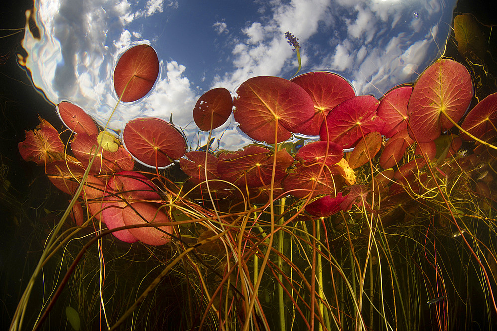 Colorful lily pads grow along the shallow edge of a freshwater lake in New England. Aquatic vegetation, which thrives during summer months, provides vital habitat for many fish, amphibians, and reptiles.