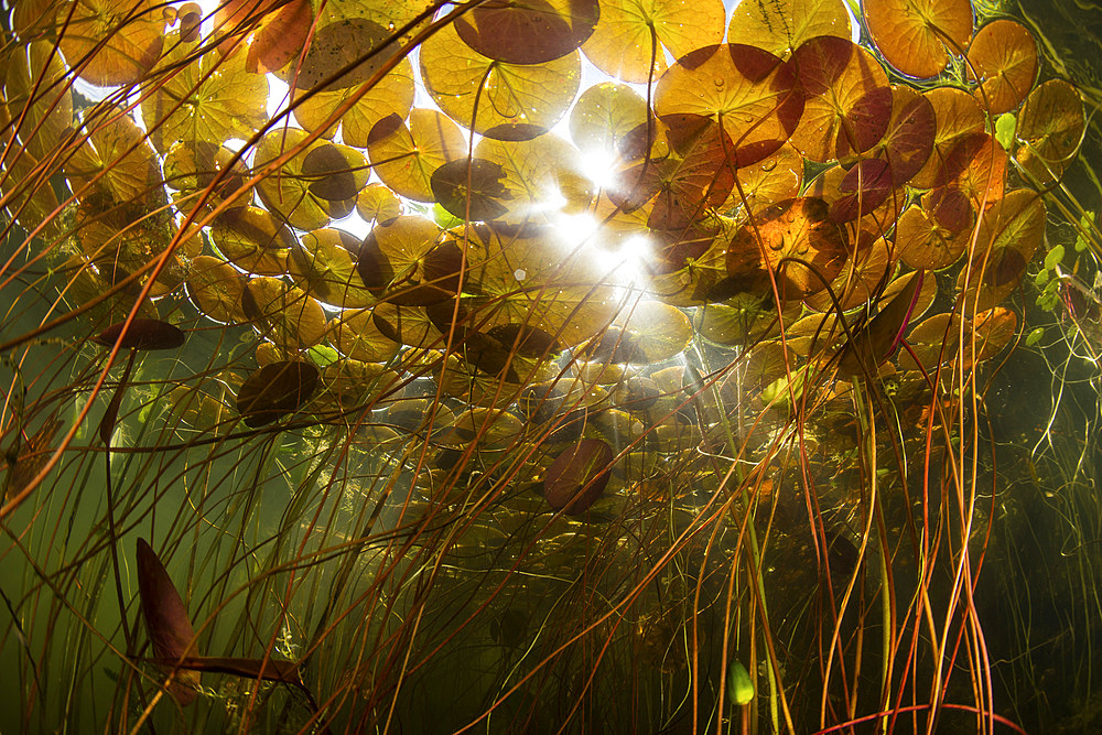 Colorful lily pads grow along the shallow edge of a freshwater lake in New England. Aquatic vegetation, which thrives during summer months, provides vital habitat for many fish, amphibians, and reptiles.