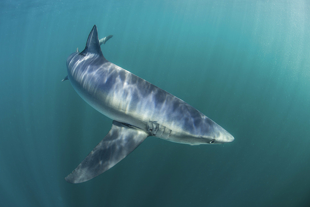 A sleek blue shark (Prionace glauca) cruises through the cold waters off Cape Cod, Massachusetts, in the Atlantic Ocean. These beautiful elasmobranchs are found throughout the world in both temperate and tropical seas and are a species listed as Near Thre