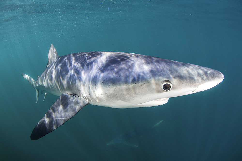 A sleek blue shark (Prionace glauca) cruises through the cold waters off Cape Cod, Massachusetts, in the Atlantic Ocean. These beautiful elasmobranchs are found throughout the world in both temperate and tropical seas and are a species listed as Near Thre