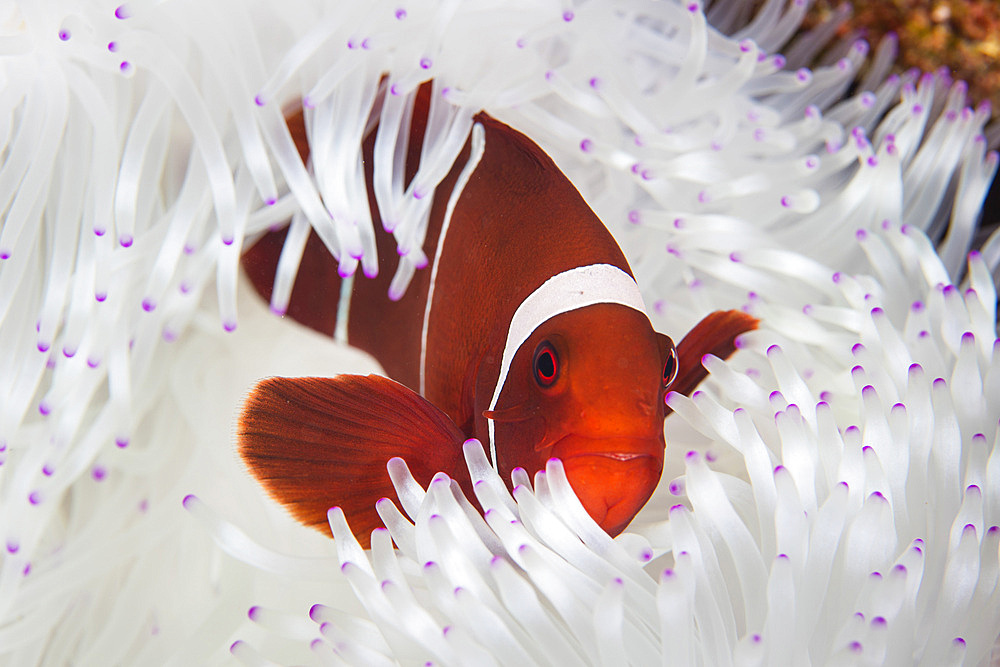 A spine-cheeked anemonefish (Premnas biaculeatus) swims among the tentacles of its host anemone in Wakatobi National Park, Indonesia.