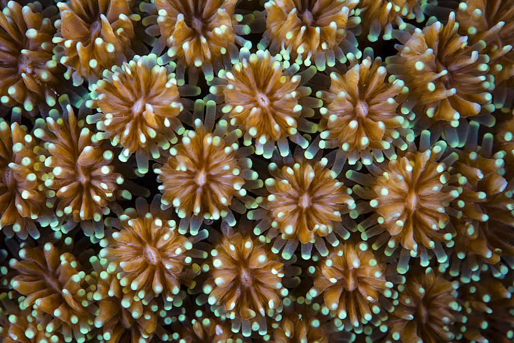 Detail of a stony coral (Galaxea sp.) growing in Wakatobi National Park, Indonesia. This remote region is known for its incredible marine biodiversity and gorgeous reefs.