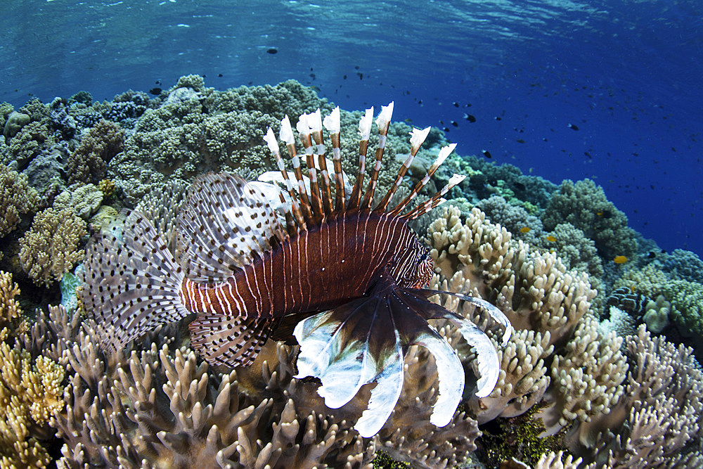 A lionfish (Pterois volitans) swims along the edge of a beautiful reef in Wakatobi National Park, Indonesia. This remote region is known for its incredible marine biodiversity and gorgeous reefs.