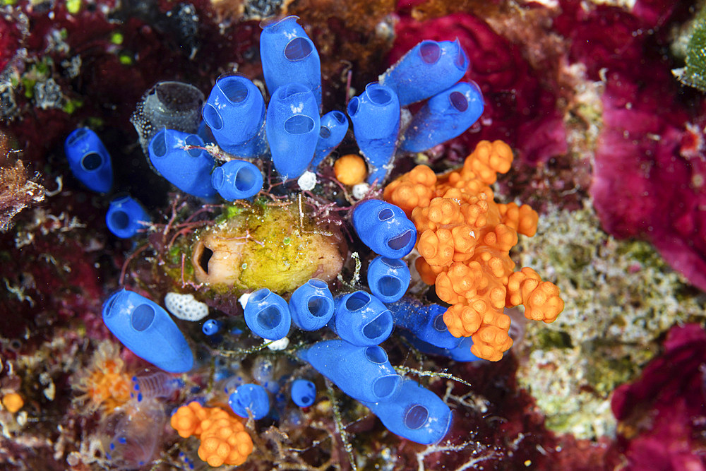 Colorful tunicates and soft corals grow on a reef in Wakatobi National Park, Indonesia. This remote region is known for its incredible marine biodiversity and gorgeous reefs.