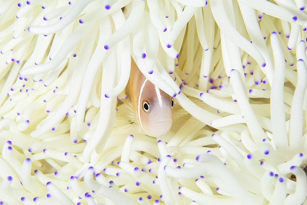 A pink anemonefish (Amphiprion perideraion) swims among the tentacles of its host anemone in Wakatobi National Park, Indonesia. This remote region is known for its incredible marine biodiversity and gorgeous reefs.