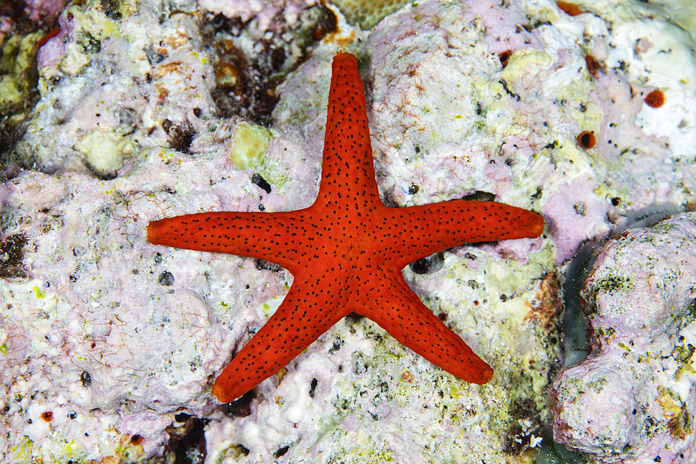 A small red starfish clings to coralline algae in Wakatobi National Park, Indonesia. This remote region is known for its incredible marine biodiversity and gorgeous reefs.