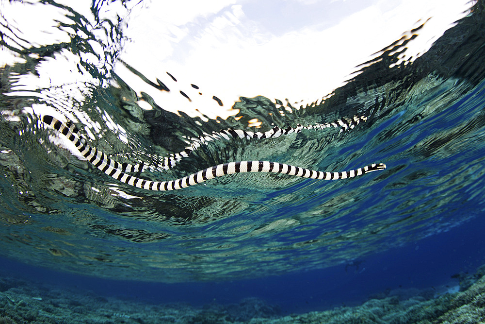 A banded sea snake (Laticauda colubrina) swims at the surface in Wakatobi National Park, Indonesia. This is one of the most venomous snakes in the world.