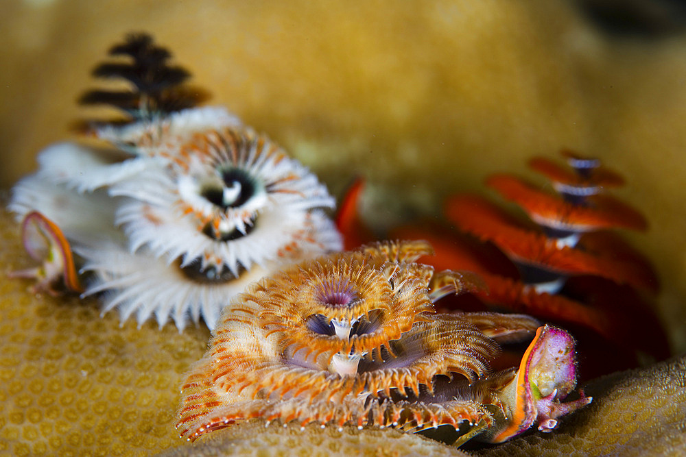 Christmas tree worms (Spirobranchus giganteus) grow on a coral reef in Wakatobi National Park, Indonesia. This remote region is known for its incredible marine biodiversity and gorgeous reefs.