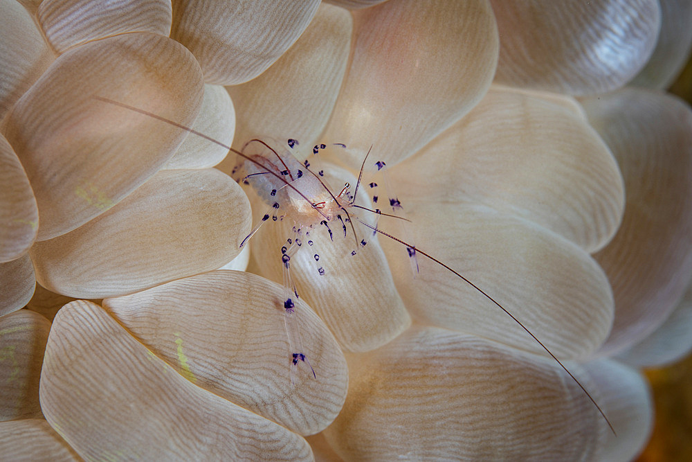 A translucent shrimp (Vir philippinensis) crawls on bubble coral in Wakatobi National Park, Indonesia. This remote region is known for its incredible marine biodiversity and gorgeous reefs.