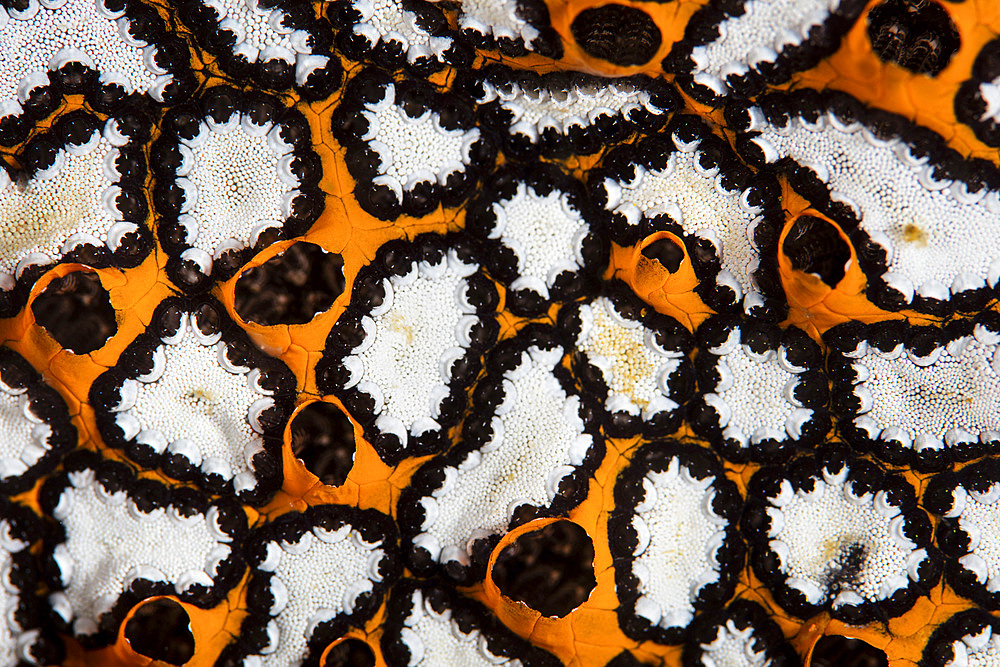 Detail of a colonial tunicate growing on a reef in Raja Ampat, Indonesia. This remote, tropical region is home to extraordinary marine biodiversity.