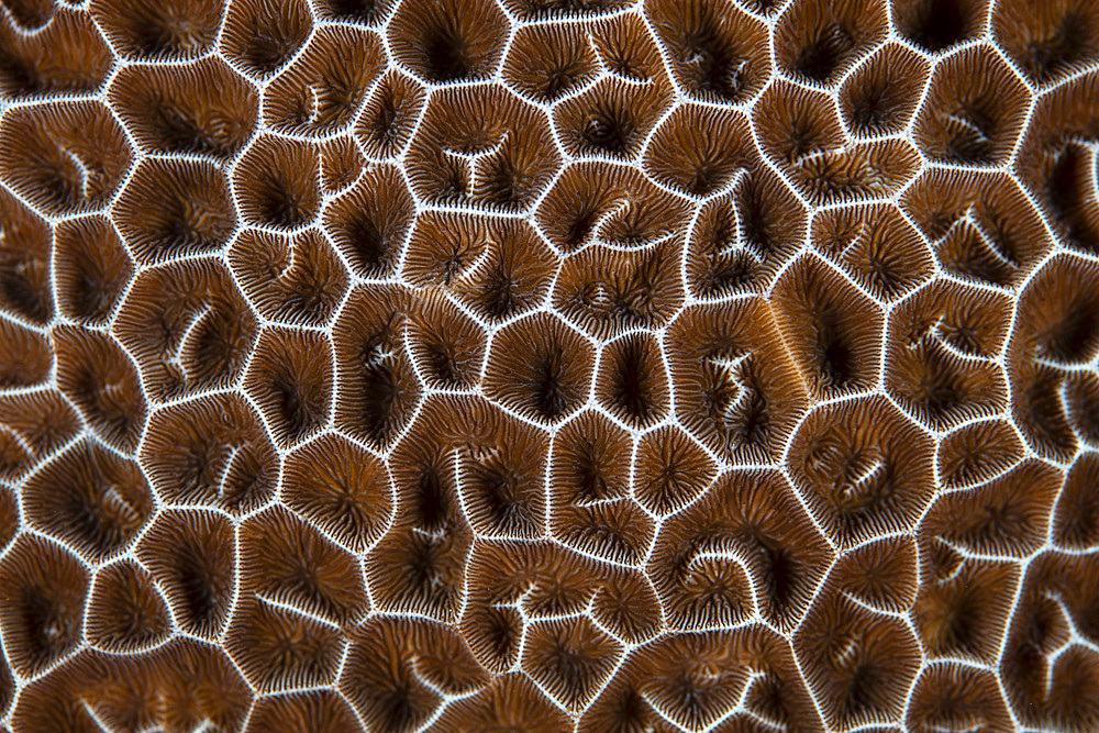 Detail of a coral colony in Raja Ampat, Indonesia. This remote, tropical region is home to extraordinary marine biodiversity.