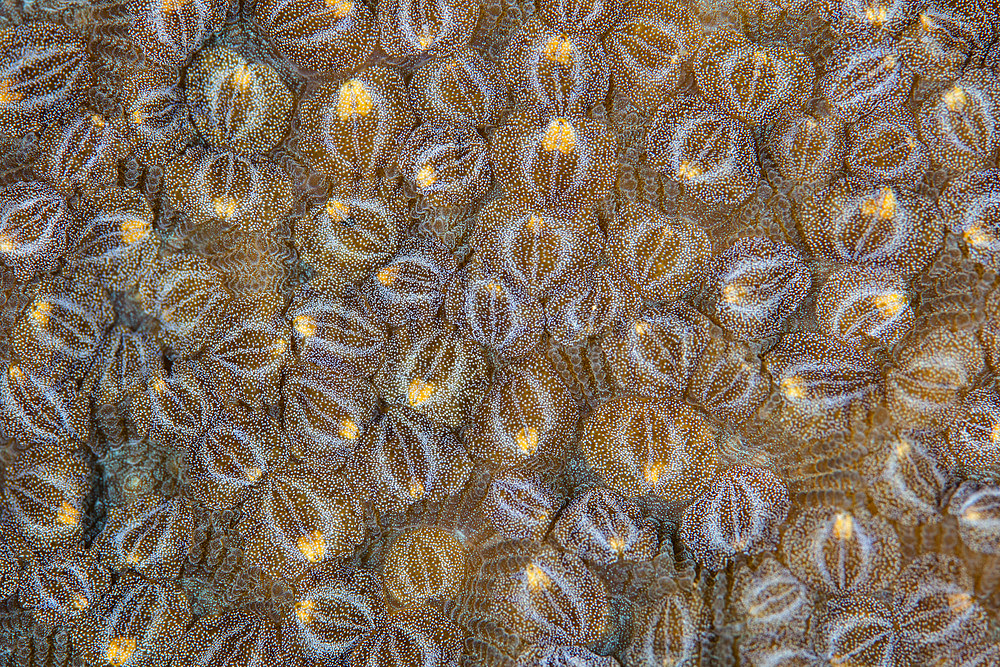 Acoel flatworms cover a coral colony on a reef in Raja Ampat, Indonesia. This remote, tropical region is home to extraordinary marine biodiversity.