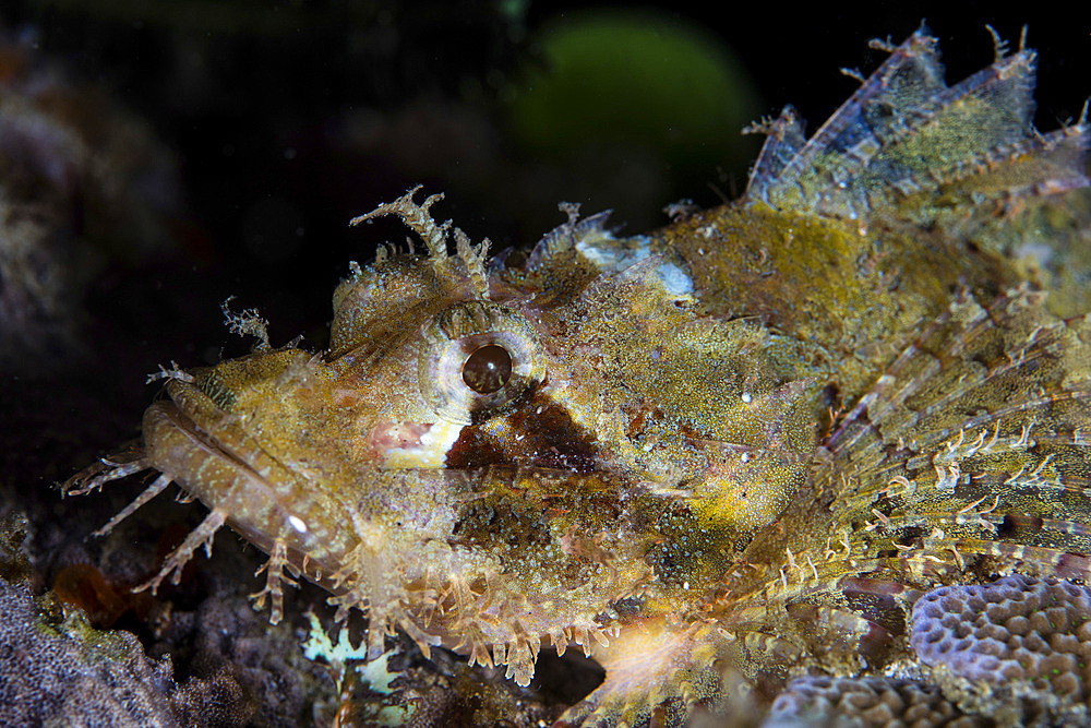 A Papuan scorpionfish (Scorpaenopsis papuensis) lies on a reef in Raja Ampat, Indonesia. This remote, tropical region is home to extraordinary marine biodiversity.