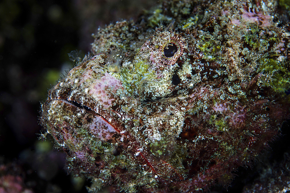 A well-camouflaged devil scorpionfish (Scorpaenopsis diabolus) waits to ambush prey on a reef in Raja Ampat, Indonesia. This remote, tropical region is home to extraordinary marine biodiversity.